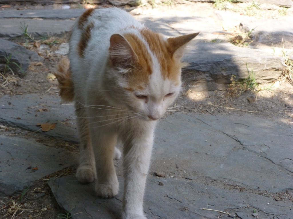 istambul-a-republica-dos-gatos