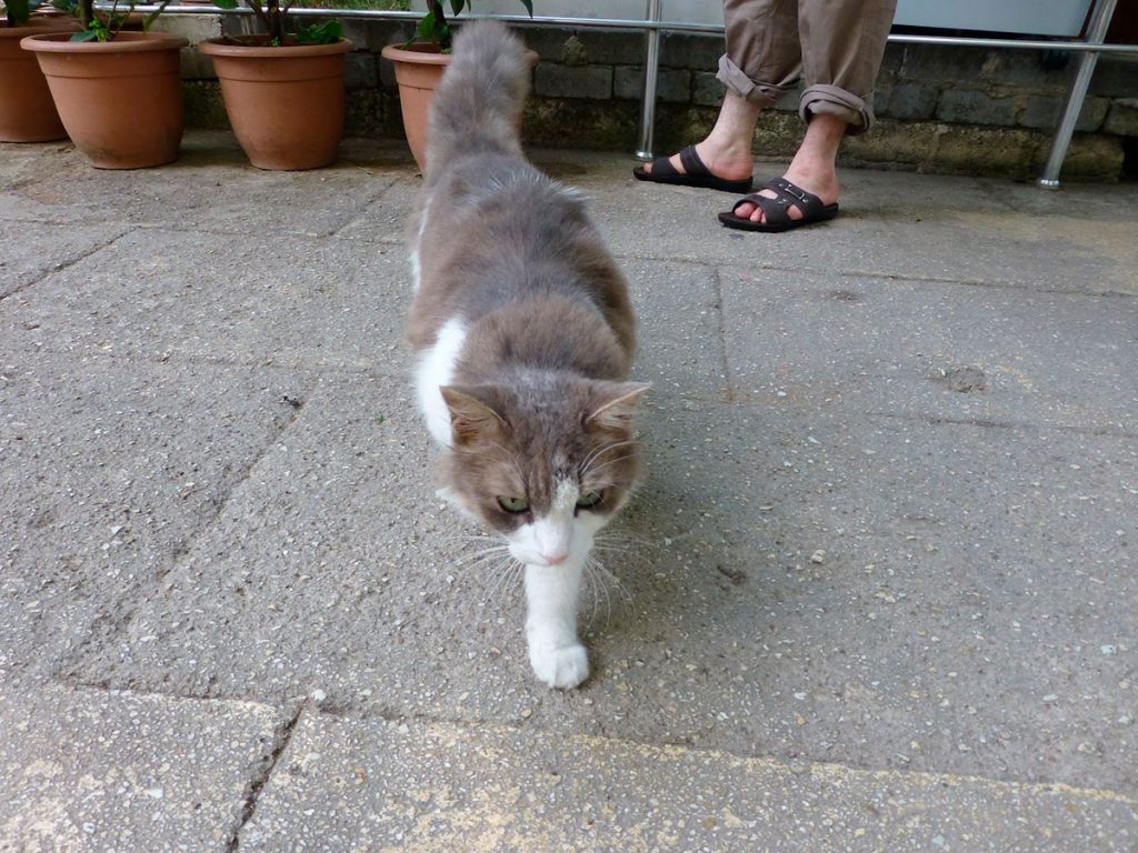 Istambul- A República dos Gatos