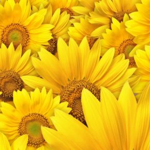 feliz-ano-novo-e-que-venha-2018-com-muitos-girassois